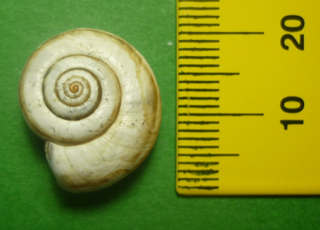 Cernuella neglecta